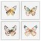 Stupell Industries Watercolor Butterfly Forms 4pc Framed Giclee Set, design by Kim Allen